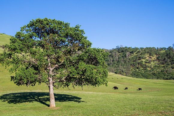 Tree and cows