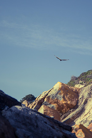 Mountain and flying bird