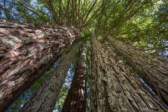 Trees