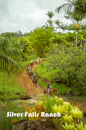 Horses