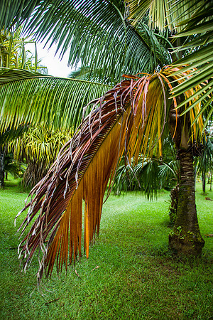 Palm tree