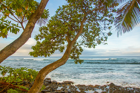Trees and Ocean