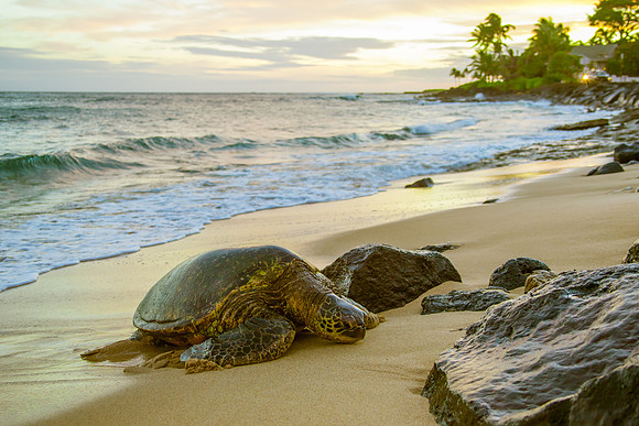 Turtle