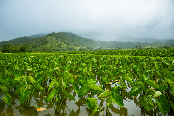 Plantation