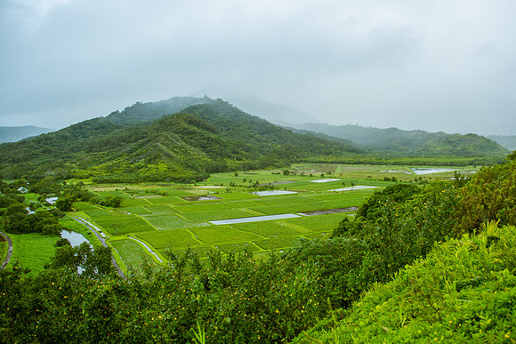 Plantation