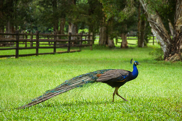 Peacock