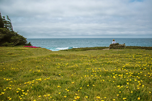 Flowers and Ocean