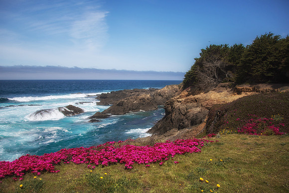 Flowers and ocean