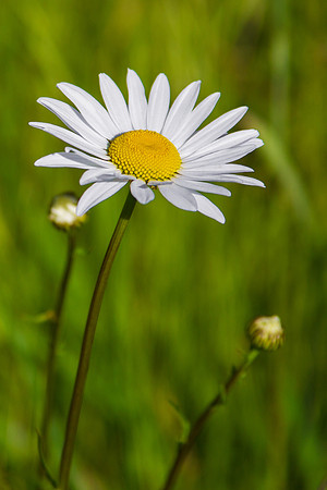 Chamomile